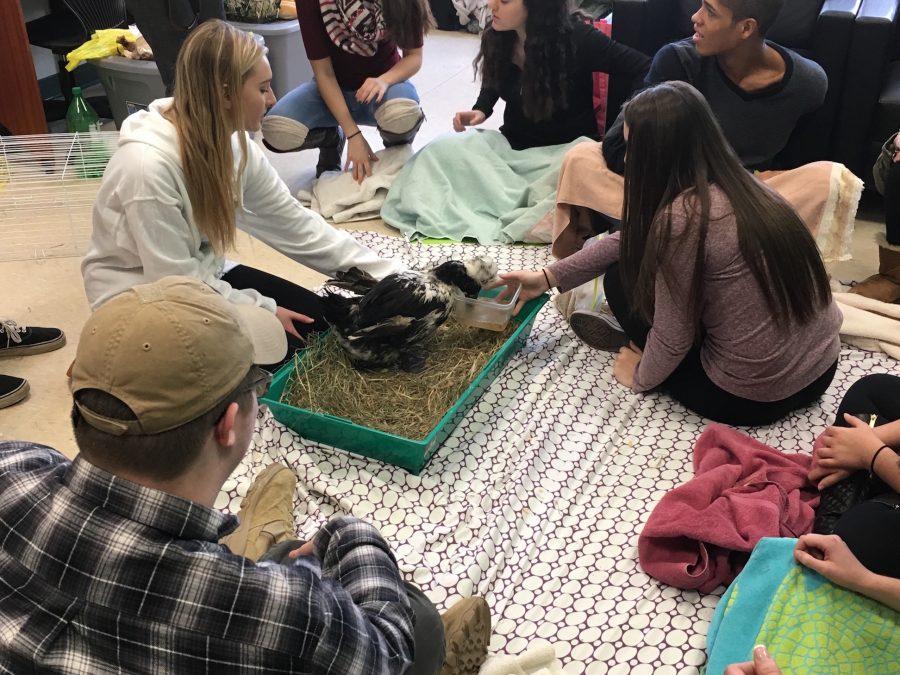 Several PV students gathered in the Wellness Center to meet and interact with several different Tevaland rescue animals during lunch. PAW raised money for Tevaland.  