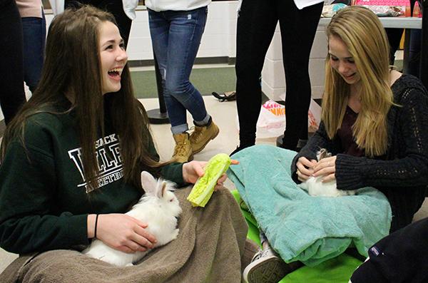 Bunnies were brought to PV with Tevaland. Kiara Smith, a senior, interns at Tevaland through the internship program offered at PV.