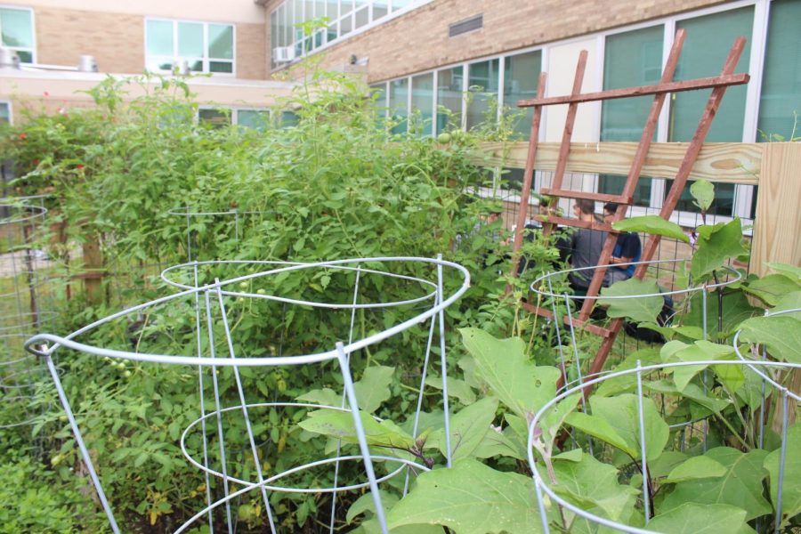 The produce from the garden in the PV courtyard is now being utilized by culinary and science students. In May, Ms. Julianne Downes began planting the organic food with her classes.