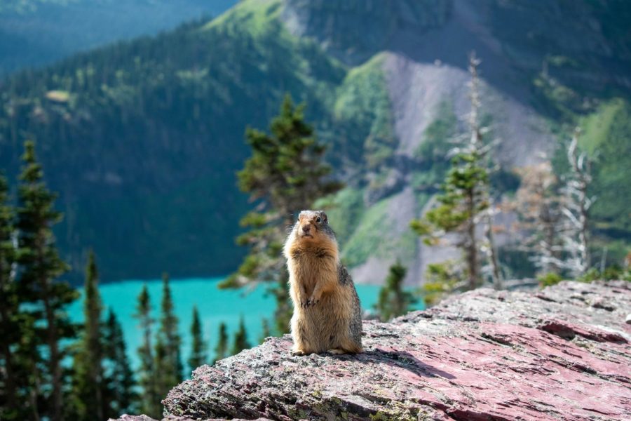 A marmot eyes lunches near the summit of Grinnell Glacier.