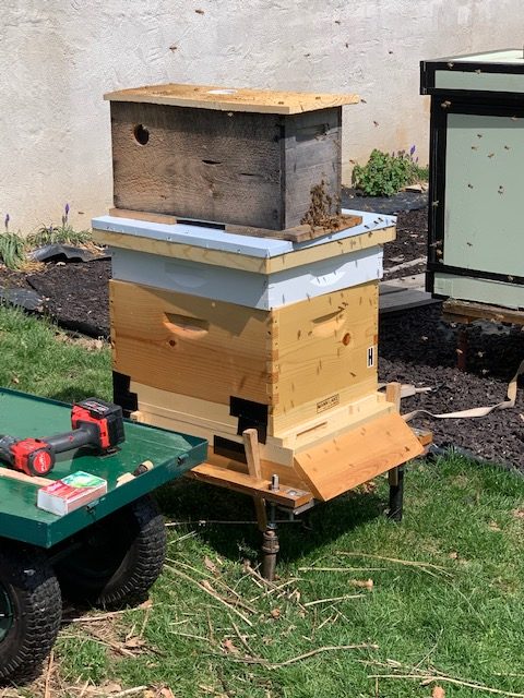 The bees for the beekeeping program arrived on April 4, but could not be stored since Pascack Valley is shut down due to the coronavirus. Science teacher Kristen Lindstrom came up with the idea to temporarily have them in her parents' backyard who are beekeepers until September.