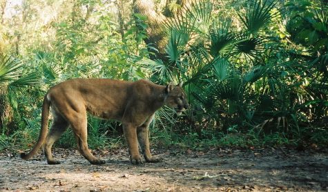 Over 68% of individuals who participated in PVs mascot selection poll voted for the Panthers. However, many people are unaware of what a panther actually is.