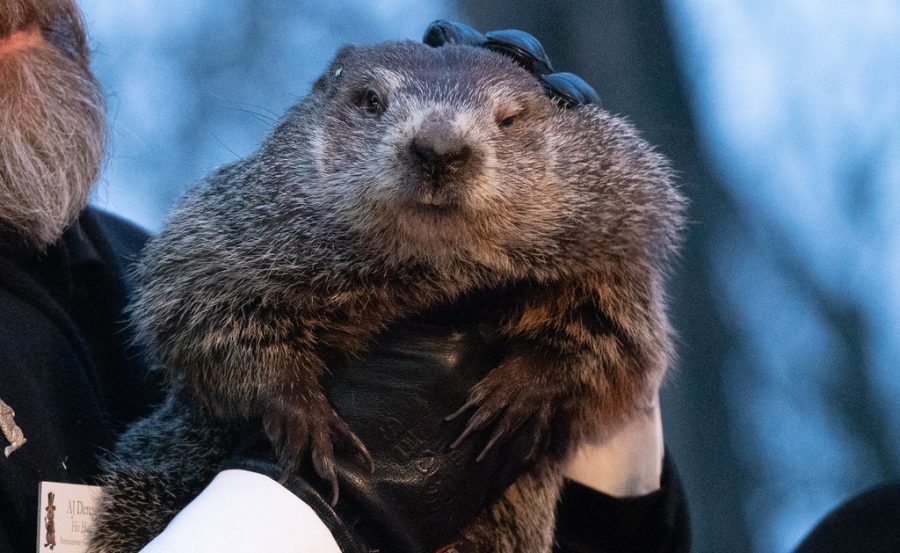 In honor of Groundhog Day, Staff Editors Carly Malamut and Sophie Kolax put together an infographic showing what our local groundhogs predicted